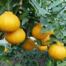 대진농장 이미지