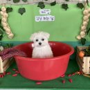 개프탑라운지 이미지