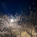 삼락카 네이버블로그