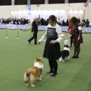 골든베릴셀티 이미지