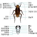 바퀴벌레,개미 확실히 퇴치하는 법 이미지