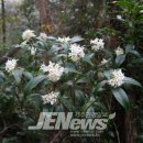 선흘리 백서향 및 변산일엽군락 이미지