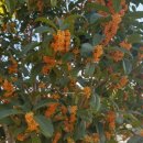 월성초등학교(병설유치원) 이미지