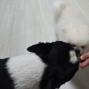 하나로덴탈 | 입냄새 잡는 강아지간식 찾는다면? 댕댕야시장 덴탈껌 개껌 후기