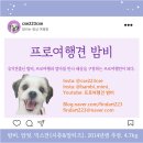 만리카서비스 | [ 강아지 미국 해외여행 ] Tads Steak House, 치폴레 Chipotle, 샌프란시스코 태즈 스테이크