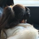황금코다리 제천점