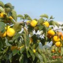 부곡농장 이미지