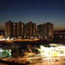 라임나무 이미지