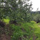 금일농장 이미지