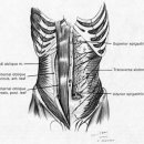 sup.- inf. epigastric artery(위 및 아래배벽동맥) 이미지