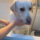 보리쌀롱 | 전남 여수에서 래브라도 리트리버 보리를 만난 하루였어요~