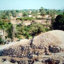 삭개오와뽕나무 이미지