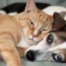 개와고양이 - 부천시 오정구 역곡로482번길 64 | 개와고양이