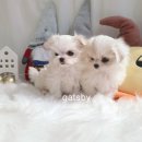 애견부티크 이미지