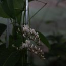 하덴버지아(보라싸리 백화) Hardenbergia violacea `Bushy White` 이미지