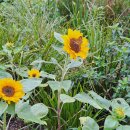 태양의 미소 이미지