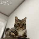 묘한쉼터 이미지