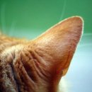 마음의 소리를 찾아서 이미지