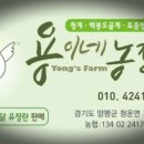 용이네 농장 이미지