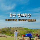법인울산양떼목장