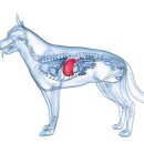 박순석동물메디컬센터 이미지
