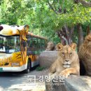 사파리마케팅