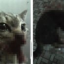 차차 - 115195 | 차차