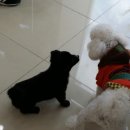 폴리파크곡반정점 네이버블로그