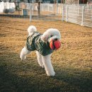 공사이 | 척잇 안터지는 대형견 리트리버 장난감 공 사용후기