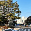 순수치킨 숭실대점 네이버블로그