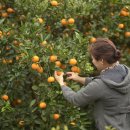 제주에산다면 이미지