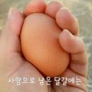 꼬꼬양계농장 이미지