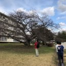 장남 벚나무 이미지