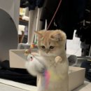 캣파라다이스 일산점 이미지