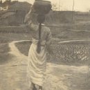 디플랜트 이미지