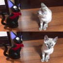 육성재의 반려묘 삼이 이미지