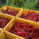 참이슬 농원 이미지