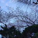 민속악단 정기공연 ’다시 그리는 노래’ | 봄 밤, 벚꽃, 보름달.