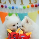 러브썸그루밍샵 이미지