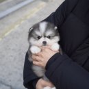 금쪽금쪽금쪽반려동물병원 이미지
