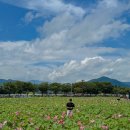 경주연꽃단지 | 경북 여름 가볼만한곳 경주 연꽃 피는 시기 동궁과월지 연꽃 단지