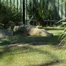 뉴시드니 노래연습장 | 호주 시드니블루마운틴 호주무한투어 (4일차 시드니 여행)