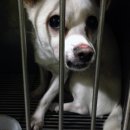 펫토피아 동물병원 이미지