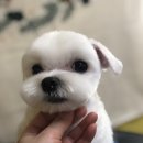 퍼피몽몽 이미지