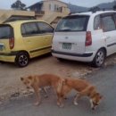 진도개 사랑 이미지