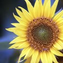 일로일로 이미지