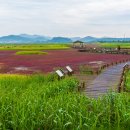 증도 태평염생식물원, 우전해변 이미지