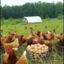 꿈꾸는 농장 이미지