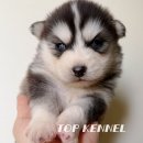 프리미엄 켄넬 이미지