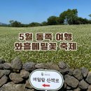 조천읍 와흘메밀마을 | 제주 와흘메밀마을 문화제 , 5월 제주 동쪽 조천읍 메밀꽃 명소로 미리 챙겨두세요